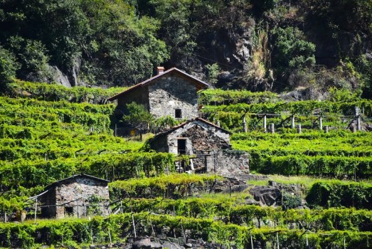 I vigneti eroici del Canavese: press tour con Coldiretti Torino del 5 settembre 2025