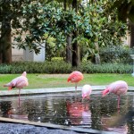 I FENICOTTERI ROSA DI VILLA INVERNIZZI 