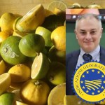 Bergamotto di Reggio Calabria IGP: finito il calvario! Finalmente il via libera del Ministero, l’intervista a Rosario Previtera